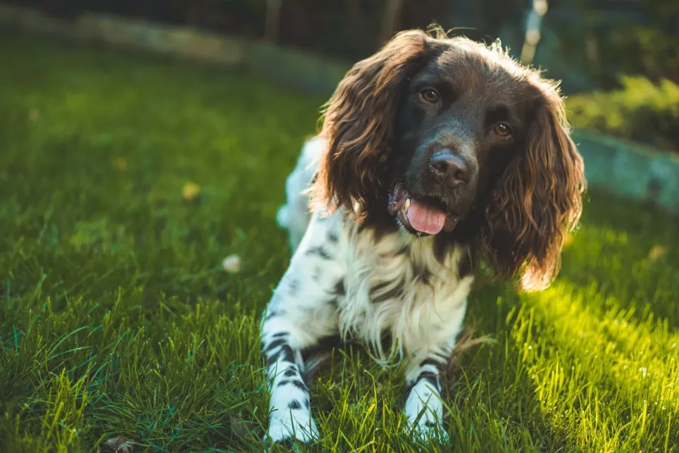 Engelsk springer spaniel