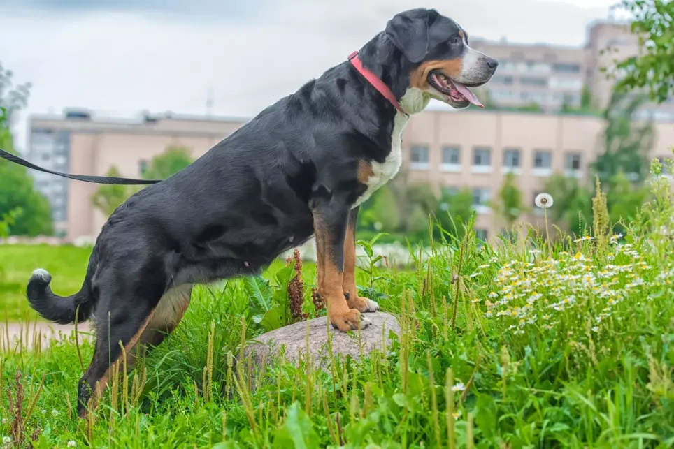 Grosser schweizer sennenhund