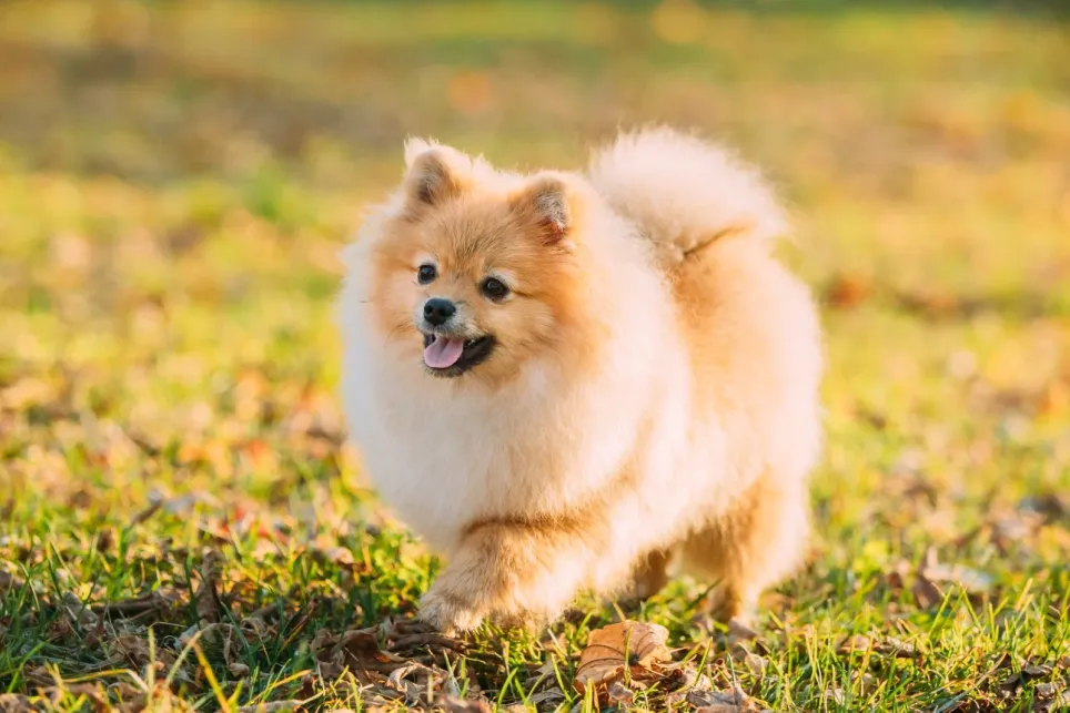 Pomeranian