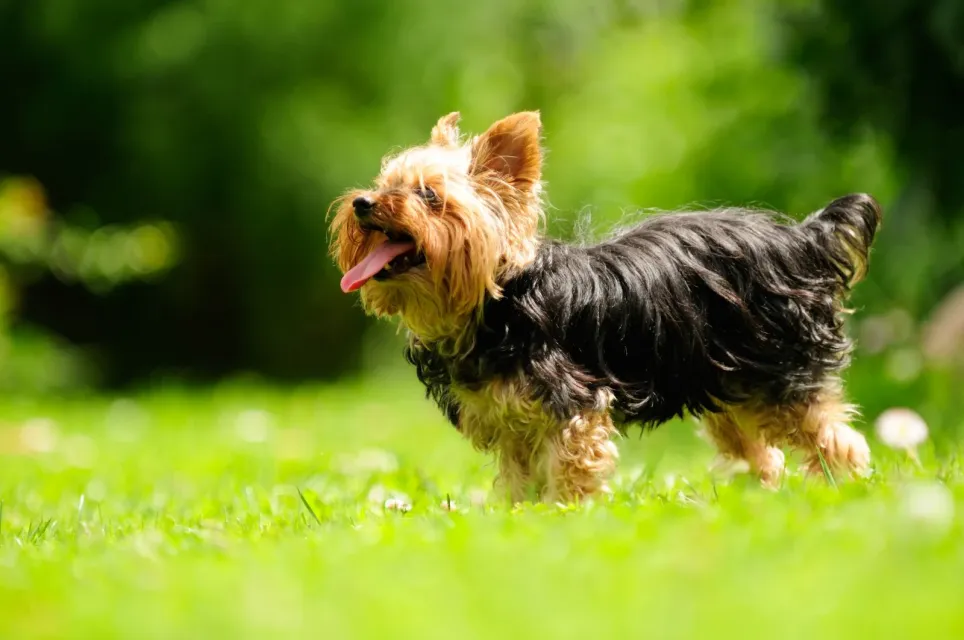 Yorkshire terrier